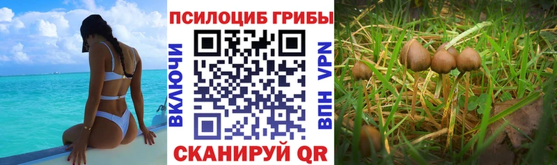 Псилоцибиновые грибы мицелий  сколько стоит  Медынь 